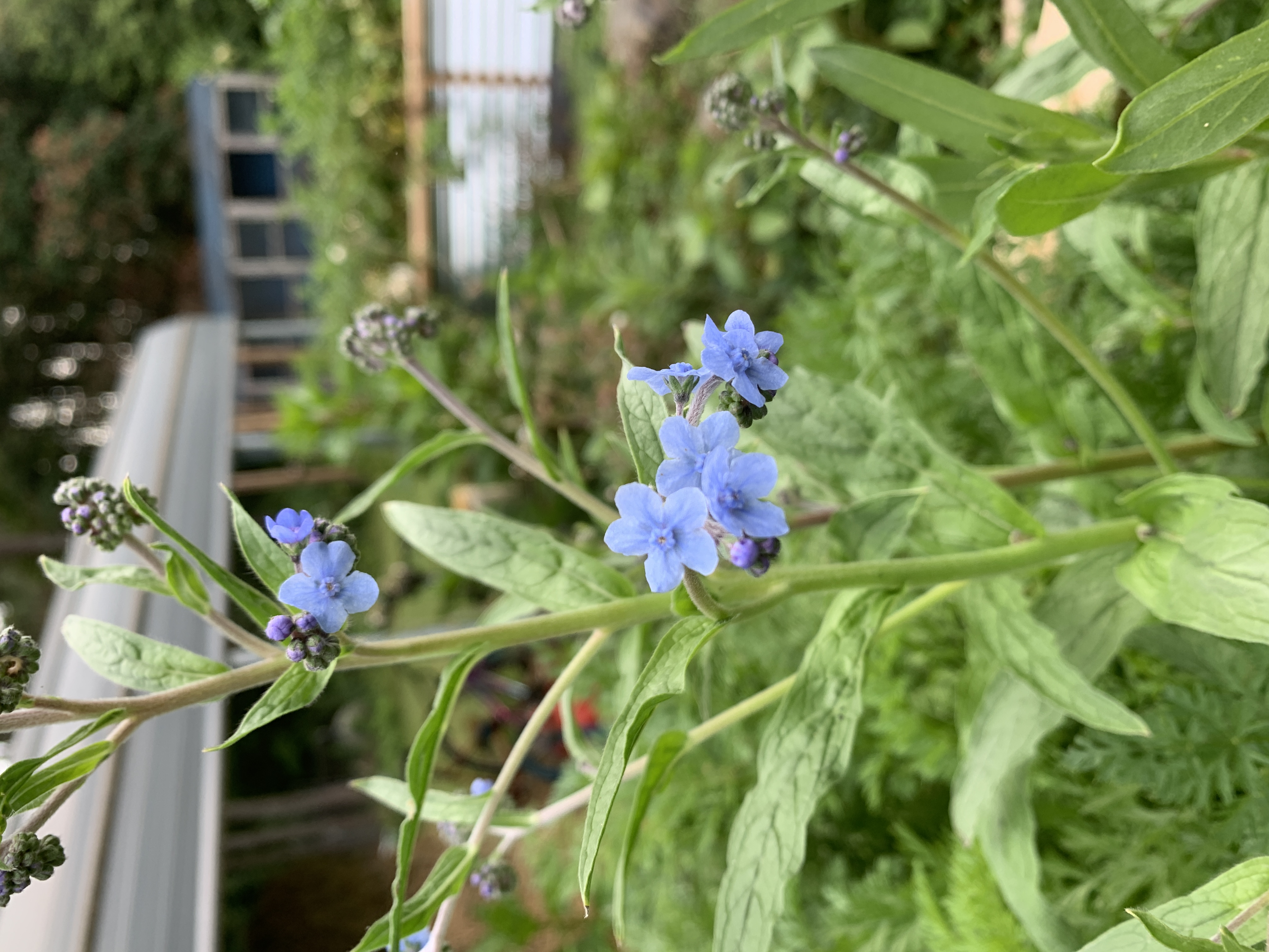 Garden Update